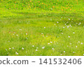 Tsugaike Nature Garden in summer, alpine plants in full bloom Tsugaike Nature Garden in summer, alpine plants in full bloom 141532406