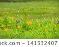 Tsugaike Nature Garden in summer, alpine plants in full bloom Tsugaike Nature Garden in summer, alpine plants in full bloom 141532407