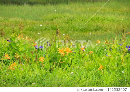 Tsugaike Nature Garden in summer, alpine plants in full bloom Tsugaike Nature Garden in summer, alpine plants in full bloom 141532407