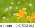 Tsugaike Nature Garden in summer, alpine plants in full bloom Tsugaike Nature Garden in summer, alpine plants in full bloom 141532408