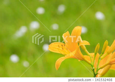 Tsugaike Nature Garden in summer, alpine plants in full bloom Tsugaike Nature Garden in summer, alpine plants in full bloom 141532408