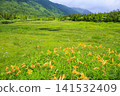 Tsugaike Nature Garden in summer, alpine plants in full bloom Tsugaike Nature Garden in summer, alpine plants in full bloom 141532409