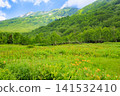 Tsugaike Nature Garden in summer, alpine plants in full bloom Tsugaike Nature Garden in summer, alpine plants in full bloom 141532410