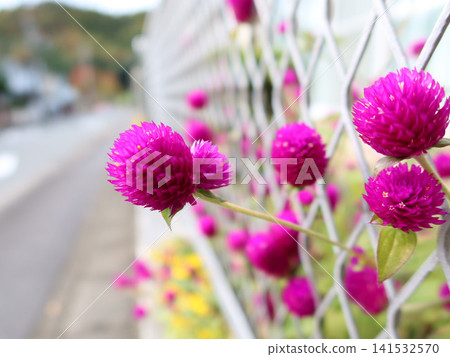 Gomphrena globosa beyond a white fence Gomphrena globosa beyond a white fence 141532570