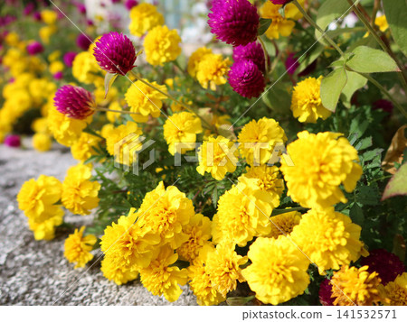A flowerbed of marigolds and globe amaranth A flowerbed of marigolds and globe amaranth 141532571