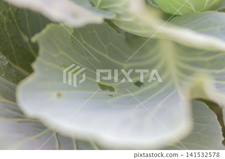 高麗菜葉脈和蟲孔 高麗菜葉脈和蟲孔 141532578