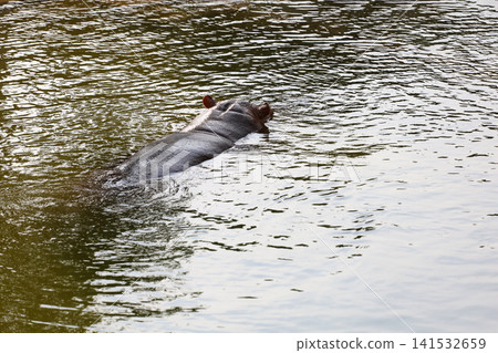 Hippopotamus Head Emerging from Water Surface Top View Hippopotamus Head Emerging from Water Surface Top View 141532659