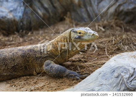 Komodo Dragon Portrait with Textured Skin on Sandy Ground Komodo Dragon Portrait with Textured Skin on Sandy Ground 141532660