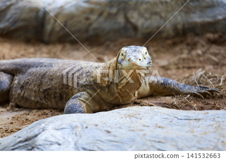 Komodo Dragon Portrait with Textured Skin on Sandy Ground Komodo Dragon Portrait with Textured Skin on Sandy Ground 141532663