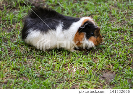 Tricolor Guinea Pig Walking on Green Grass Side View Tricolor Guinea Pig Walking on Green Grass Side View 141532666