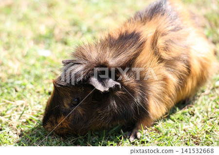 Brown Guinea Pig Resting on Green Grass Close-Up Brown Guinea Pig Resting on Green Grass Close-Up 141532668