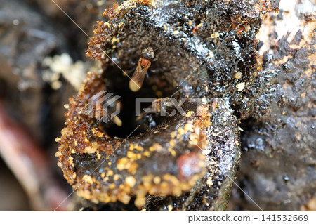 Stingless Bees at Nest Entrance Made of Wax and Resin Stingless Bees at Nest Entrance Made of Wax and Resin 141532669