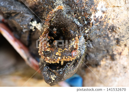 Stingless Bees at Nest Entrance Made of Wax and Resin Stingless Bees at Nest Entrance Made of Wax and Resin 141532670