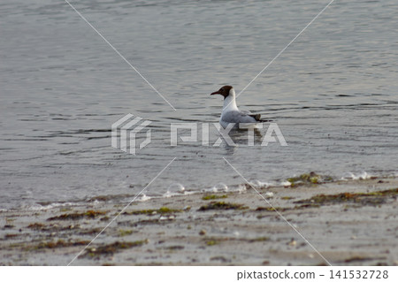 A black-headed gull swims in calm water near the seashore. A black-headed gull swims in calm water near the seashore. 141532728