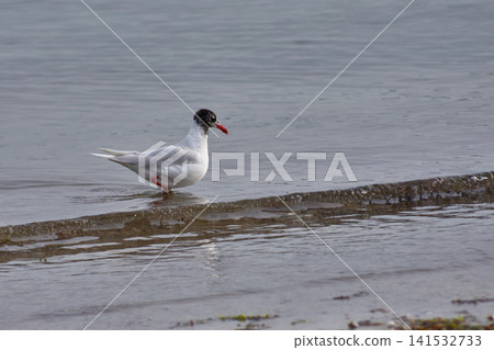 A black-headed gull swims in calm water near the seashore. A black-headed gull swims in calm water near the seashore. 141532733