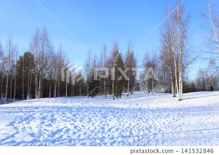 Snowfields and birch forests of Finnish Lapland, under a winter blue sky. Snowfields and birch forests of Finnish Lapland, under a winter blue sky. 141532846