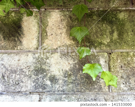 Ivy leaves hanging down from an old, moss-covered concrete block wall. Ivy leaves hanging down from an old, moss-covered concrete block wall. 141533000