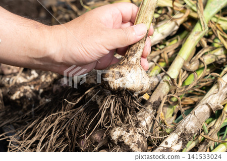 A man holds garlic cloves with their roots and soil still attached, harvested from a field (June). Home garden, garlic harvest. A man holds garlic cloves with their roots and soil still attached, harvested from a field (June). Home garden, garlic harvest. 141533024