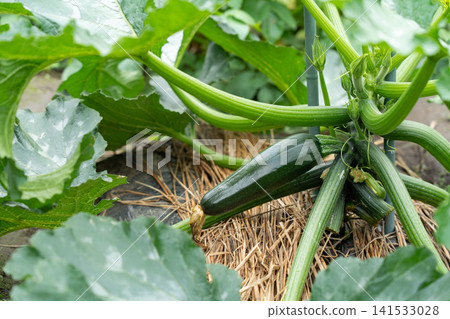 Cultivating zucchini, a summer vegetable that ripens in the field and is ready for harvest (June) - Home garden Cultivating zucchini, a summer vegetable that ripens in the field and is ready for harvest (June) - Home garden 141533028