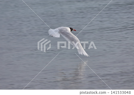A black-headed gull flies low over the water at Ladeira beach in Baiona. A black-headed gull flies low over the water at Ladeira beach in Baiona. 141533048