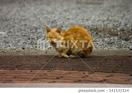 Stray cat on a street paving stone floor. Stray cat on a street paving stone floor. 141533124