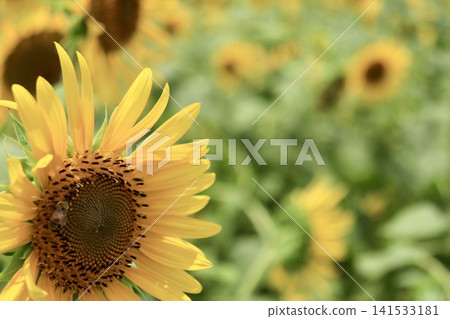 Sunflower blooming towards the sun Sunflower blooming towards the sun 141533181