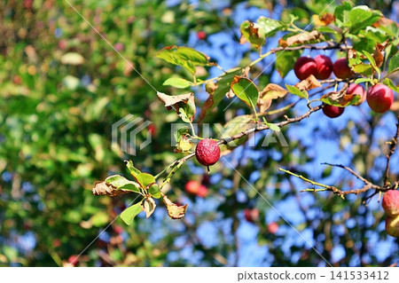 Red Plum Fruits on Tree Branch with Drying Autumn Leaves. Red Plum Fruits on Tree Branch with Drying Autumn Leaves. 141533412