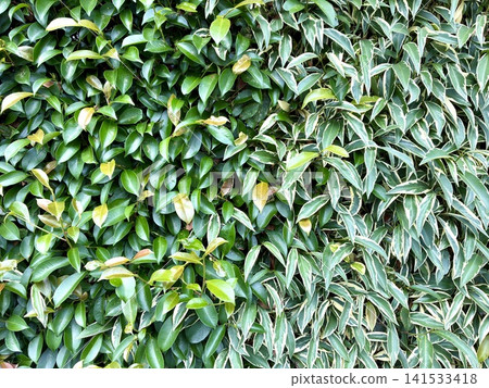 A hedge of Japanese sakaki and Japanese holly. A hedge of Japanese sakaki and Japanese holly. 141533418