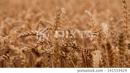 Close view of mature wheat heads filling field foreground with soft creamy bokeh behind, warm golden tones, gentle natural light, rich grain texture, and quiet rural harvest mood Close view of mature wheat heads filling field foreground with soft creamy bokeh behind, warm golden tones, gentle natural light, rich grain texture, and quiet rural harvest mood 141533424