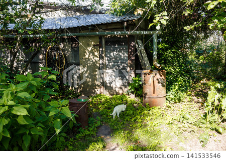 Small fluffy white cat walks through the lush green grass near an old wooden shed and rusty metal barrels in a sunny country garden during a bright summer day Small fluffy white cat walks through the lush green grass near an old wooden shed and rusty metal barrels in a sunny country garden during a bright summer day 141533546