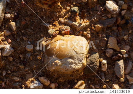 Ancient brachiopod fossil shell embedded in coarse sandy soil, close-up view of prehistoric marine remains resting on a rugged grit landscape, golden hour sunlight highlighting textured details Ancient brachiopod fossil shell embedded in coarse sandy soil, close-up view of prehistoric marine remains resting on a rugged grit landscape, golden hour sunlight highlighting textured details 141533619