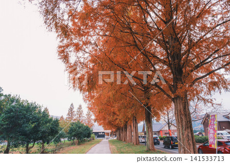 [Metasequoia Avenue] A vibrant landscape tinged with orange / Beautiful autumn scenery 141533713