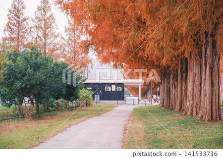 [Metasequoia Avenue] A vibrant landscape tinged with orange / Beautiful autumn scenery 141533716