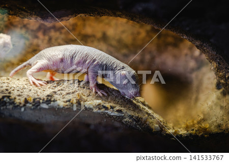 Naked Mole Rat in Underground Tunnel Habitat Naked Mole Rat in Underground Tunnel Habitat 141533767