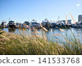 Tall Grasses Framing Marina With Docked Boats And Yachts 141533768