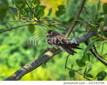 A young bird, similar to a common swift or brown swallow, was perched quietly on a green branch A young bird, similar to a common swift or brown swallow, was perched quietly on a green branch 141533794