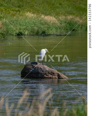 White egret stands tall on a wet rock, vertical view. White egret stands tall on a wet rock, vertical view. 141533796