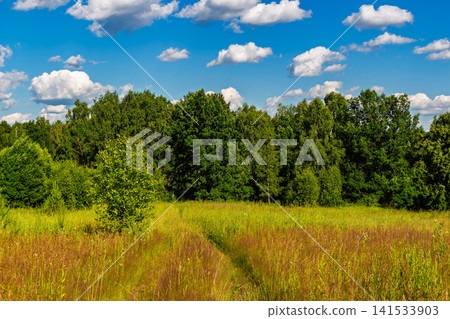 Vibrant summer meadow with tall wild grasses and a lone young tree in the foreground against a backdrop of lush green deciduous forest under a bright blue sky with fluffy white clouds Vibrant summer meadow with tall wild grasses and a lone young tree in the foreground against a backdrop of lush green deciduous forest under a bright blue sky with fluffy white clouds 141533903