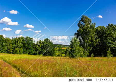 Lush green summer meadow featuring vibrant grasses under a bright blue sky with fluffy white clouds, framed by a scenic forest edge on a warm sunny day in the countryside 141533905