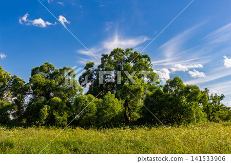 Lush green deciduous trees stand tall under a vivid blue summer sky, featuring wispy cirrus clouds above a vibrant wild meadow filled with sunlit grasses and blooming flora Lush green deciduous trees stand tall under a vivid blue summer sky, featuring wispy cirrus clouds above a vibrant wild meadow filled with sunlit grasses and blooming flora 141533906