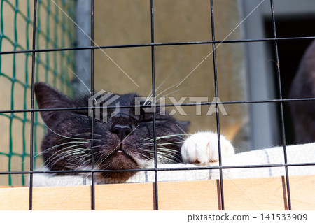 Cute tuxedo cat sleeping peacefully on a cozy outdoor catio balcony, face pressed against the safety wire mesh enjoying the warm sunny weather during a lazy afternoon nap Cute tuxedo cat sleeping peacefully on a cozy outdoor catio balcony, face pressed against the safety wire mesh enjoying the warm sunny weather during a lazy afternoon nap 141533909