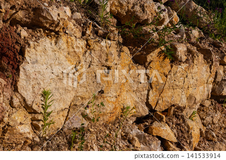 Weathered limestone rock face in an abandoned quarry showing rugged textures, geological layers, and scattered wild weeds growing from the cracked mineral earth under natural daylight Weathered limestone rock face in an abandoned quarry showing rugged textures, geological layers, and scattered wild weeds growing from the cracked mineral earth under natural daylight 141533914