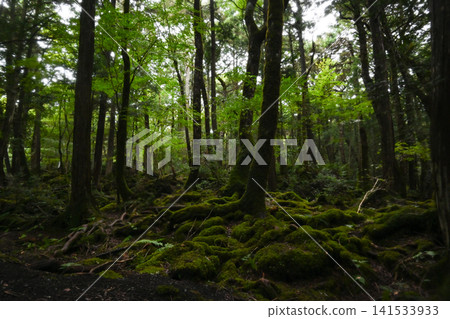 Aokigahara Forest, Yamanashi Prefecture Aokigahara Forest, Yamanashi Prefecture 141533933