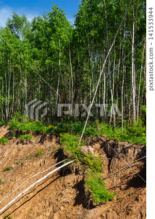 Dangerous steep sand quarry edge with birch trees sliding down due to soil erosion, showing an unstable ground surface and falling trunks in a bright summer landscape 141533944