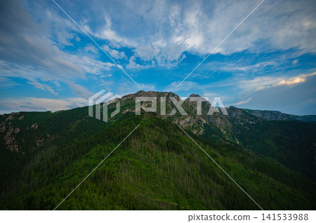 Dense Mountain Forest Representing Climate Conservation and Biodiversity Dense Mountain Forest Representing Climate Conservation and Biodiversity 141533988