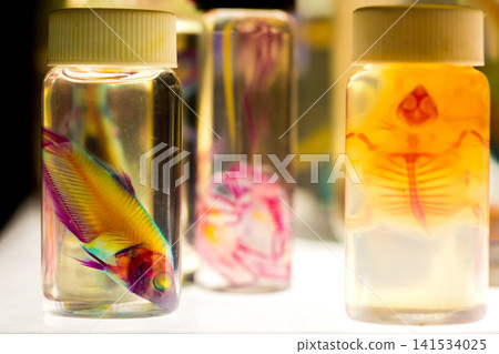 Colorful Preserved Fish Specimens in Laboratory Jars Colorful Preserved Fish Specimens in Laboratory Jars 141534025