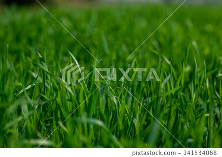Green Grass Background with Fresh Lawn Blades and Soft Focus Green Grass Background with Fresh Lawn Blades and Soft Focus 141534068
