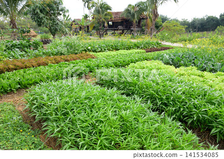 Organic Vegetable Garden with Tropical Farmhouse Landscape Organic Vegetable Garden with Tropical Farmhouse Landscape 141534085