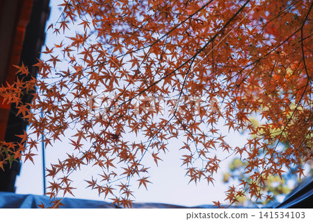 [Bishamondo Monzeki] The entire area is dyed a vibrant red by the colorful autumn leaves. 141534103