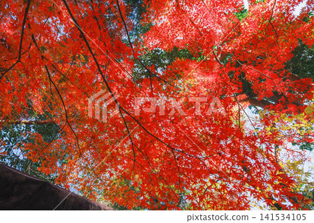 [Bishamondo Monzeki] The entire area is dyed a vibrant red by the colorful autumn leaves. 141534105